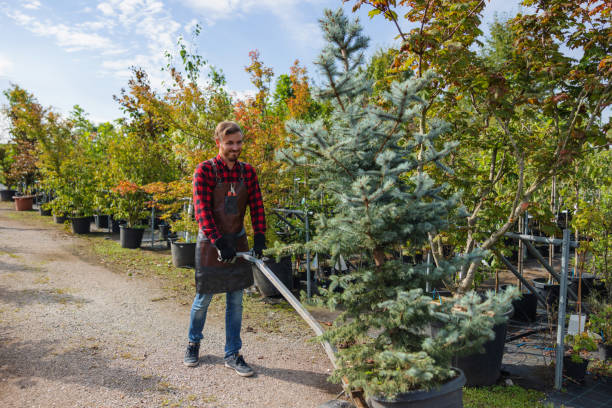 Best Commercial Tree Services  in Ohkay Owingeh, NM